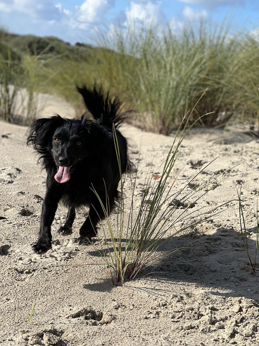 Zwarte hond rent in de duinen tussen het gras naar de fotograaf toe